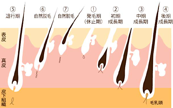 毛の生え変わるメカニズム