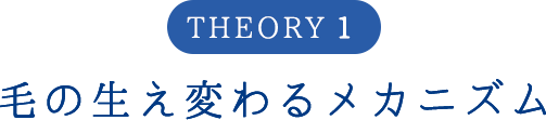 毛の生え変わるメカニズム